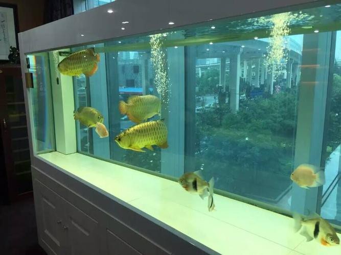 龍魚缸的正確擺放圖