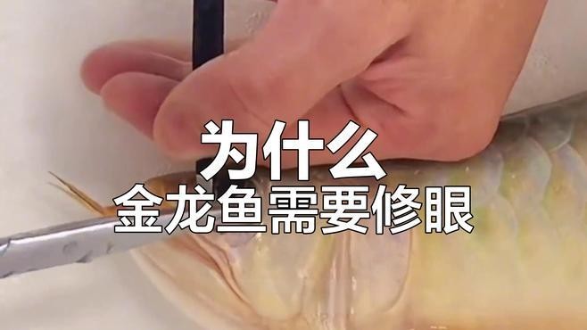 龍魚為什么掉眼手術(shù)