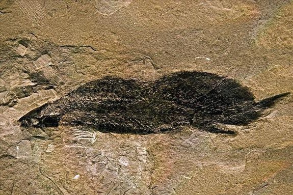 肺魚(yú)是魚(yú)還是兩棲動(dòng)物