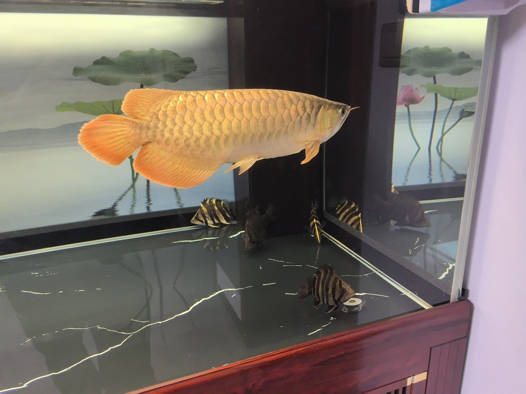 新安縣新城建修觀賞魚城（新安縣新城建修觀賞魚城電話）