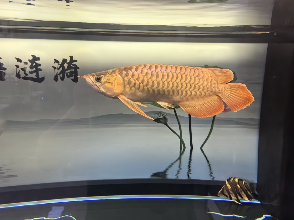 新安縣新城建修觀賞魚城（新安縣新城建修觀賞魚城電話）