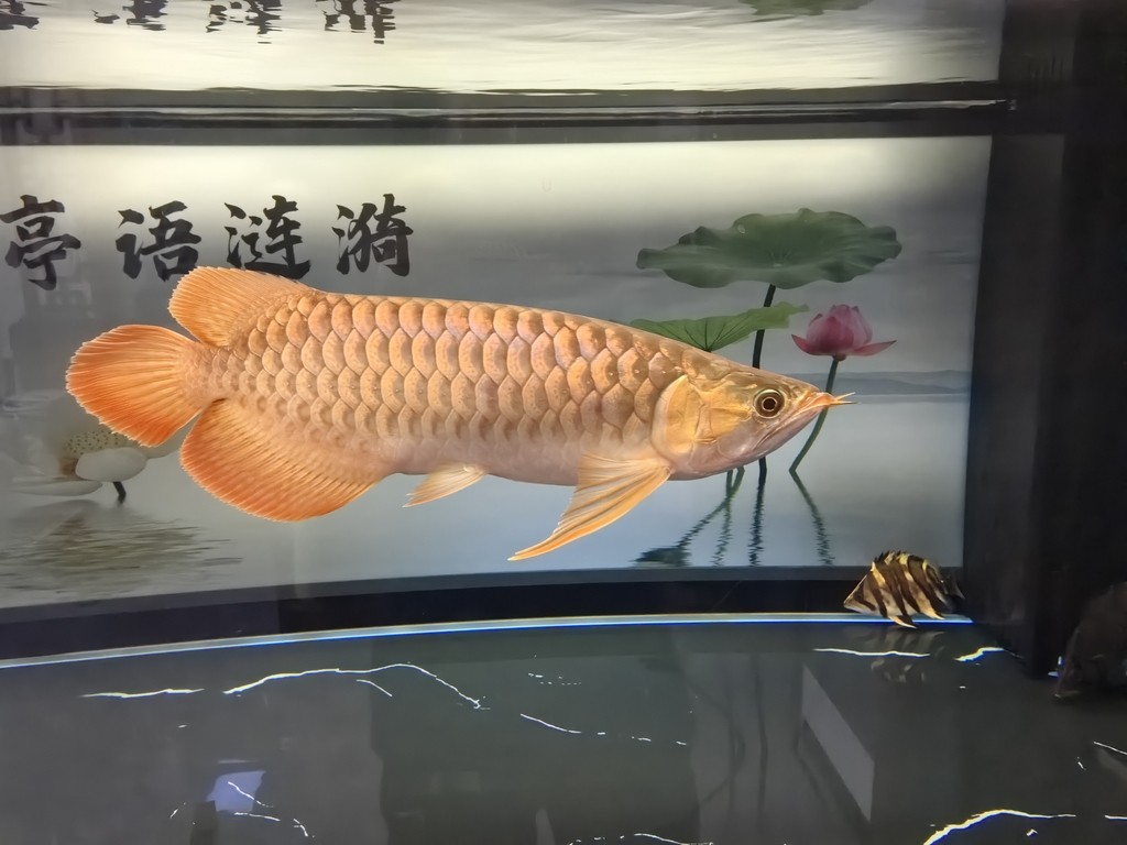 新安縣新城建修觀賞魚城（新安縣新城建修觀賞魚城電話）