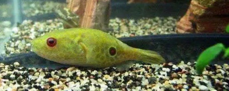 狗頭魚死亡前兆