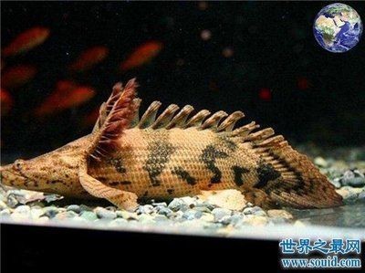 <strong><mark>湘潭</mark></strong>市岳塘區愛上水景水族館（<strong><mark>湘潭</mark></strong>水上世界門票）