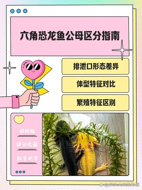 六角龍魚(yú)怎么分公母圖片對(duì)比