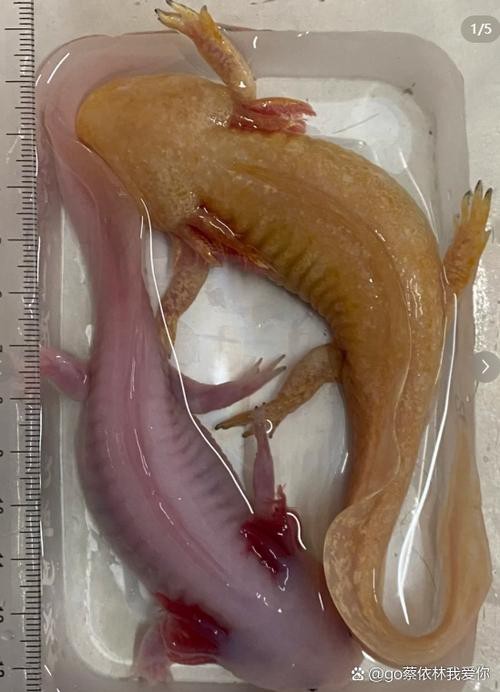 六角龍魚(yú)怎么分公母圖片對(duì)比