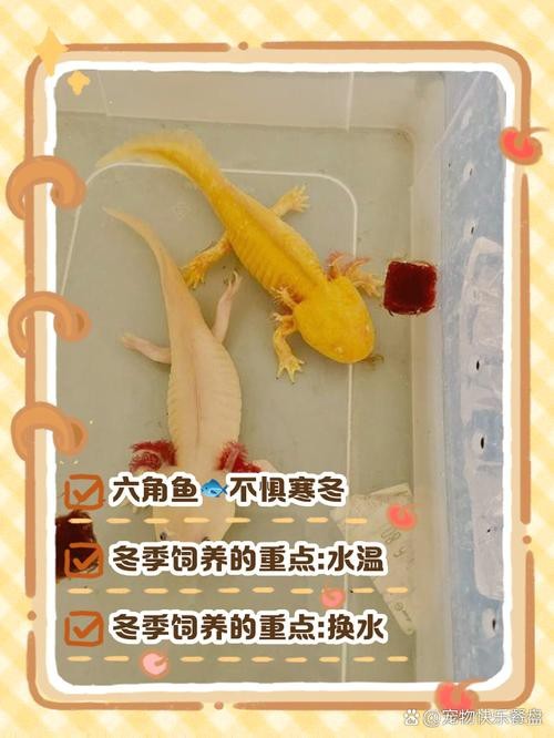 六角龍魚(yú)怎么分公母圖片對(duì)比