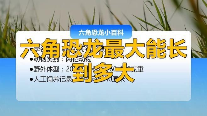 六角龍魚(yú)怎么分公母圖片對(duì)比