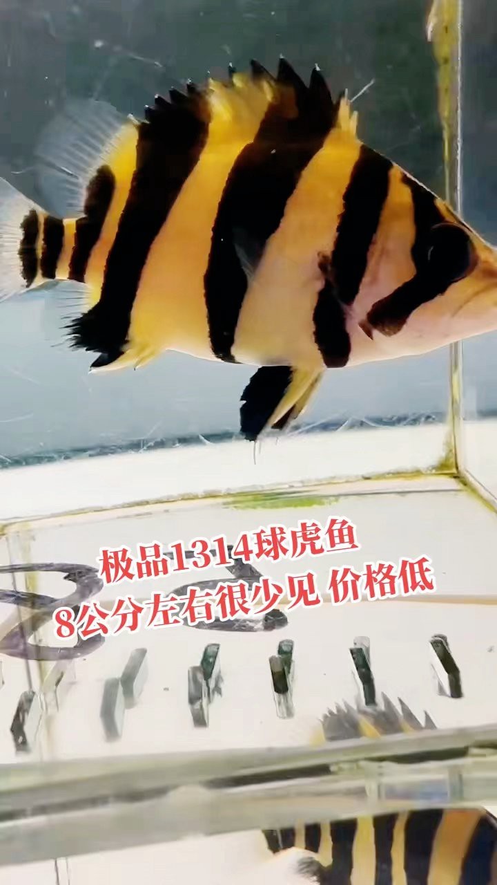 四紋虎魚多少元一只