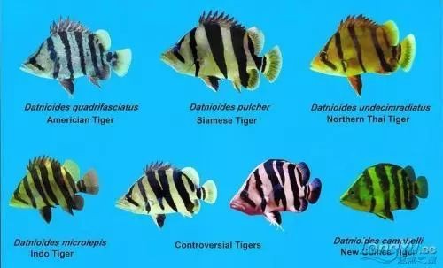 四紋虎魚多少元一只