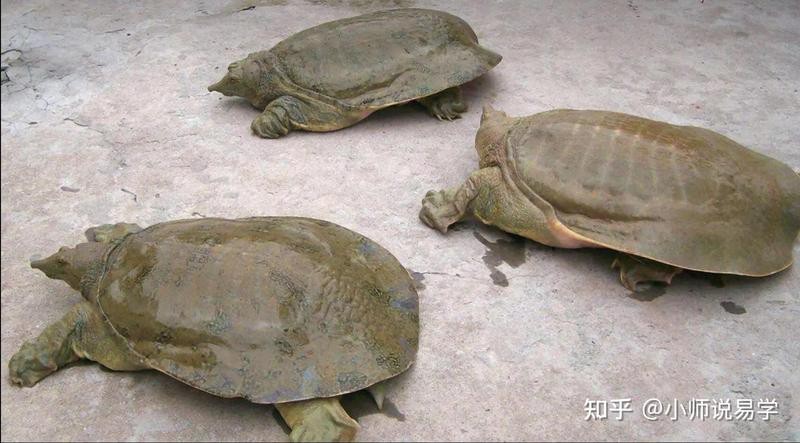 鱉在玄學中的寓意