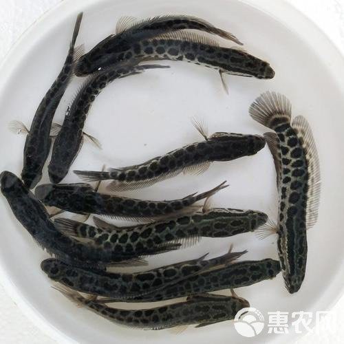 附近魚苗出售地址