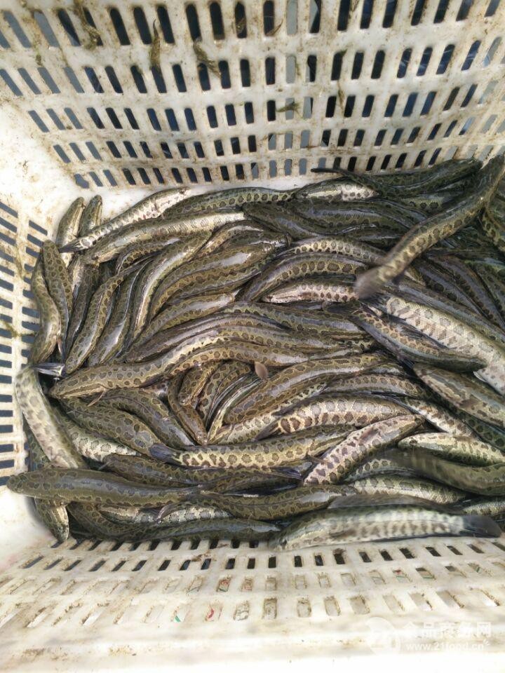 附近魚苗出售地址