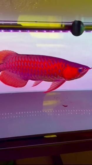 紅龍戰(zhàn)車6個(gè)位置圖
