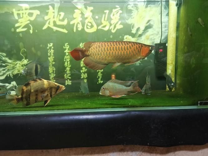 紅龍戰(zhàn)車6個(gè)位置圖