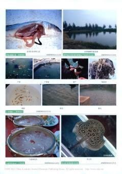魟魚懷孕最怕三個東西