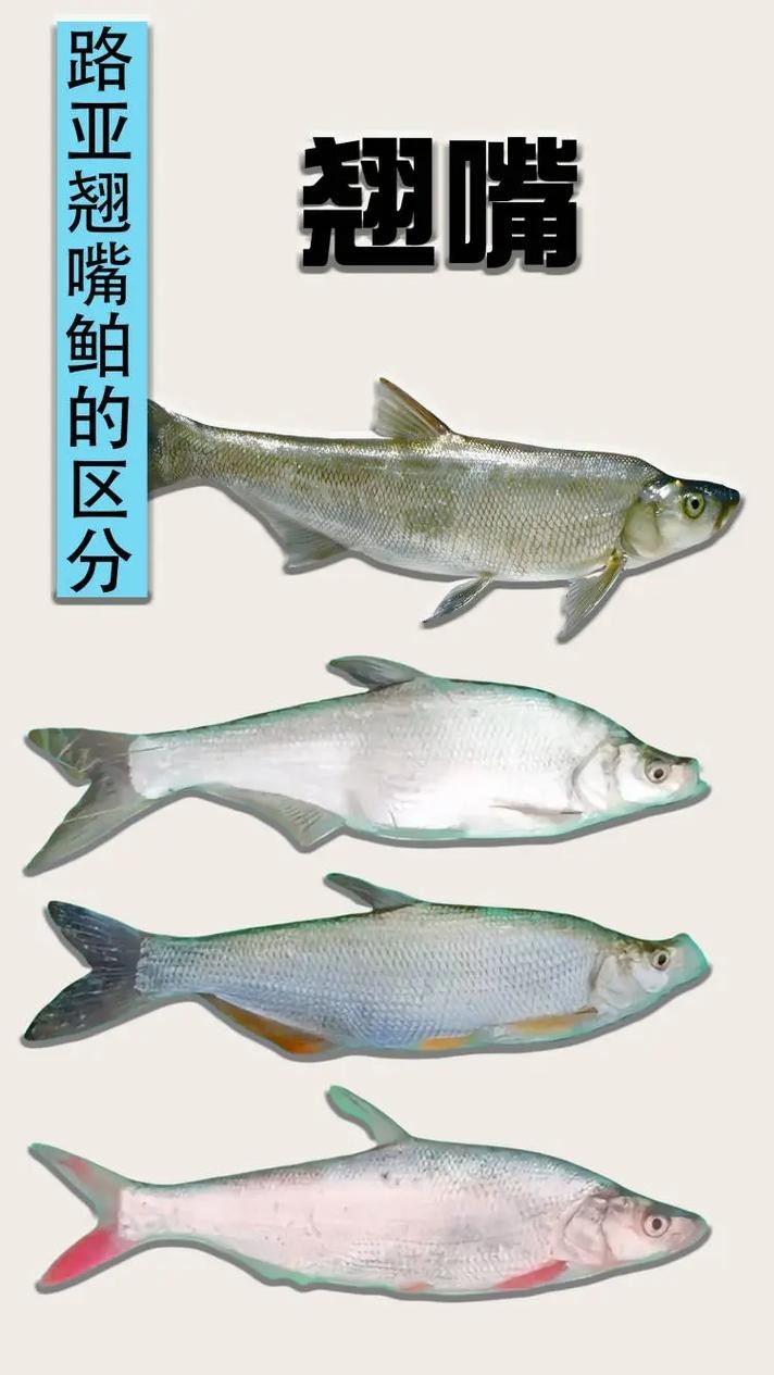 龍魚(yú)和翹嘴區(qū)別圖片大全