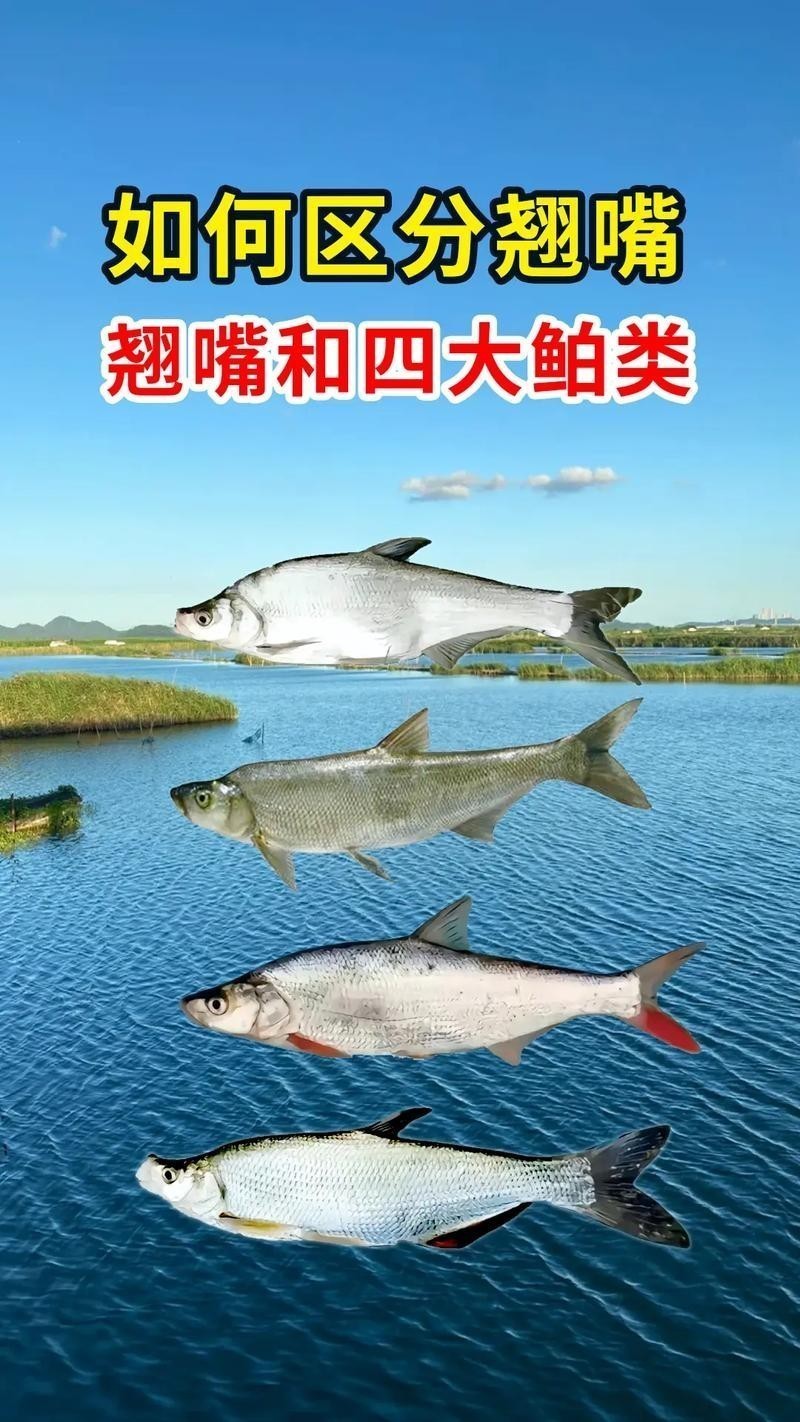 龍魚(yú)和翹嘴區(qū)別圖片大全