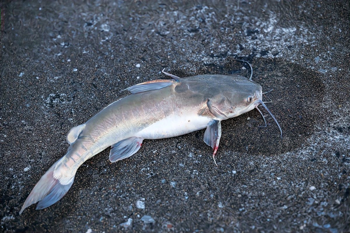 龍魚(yú)和翹嘴區(qū)別圖片大全