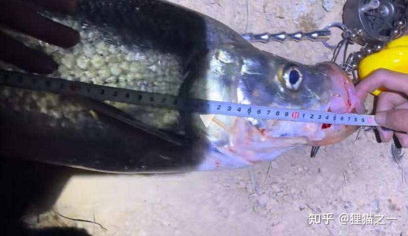 龍魚(yú)和翹嘴區(qū)別圖片大全