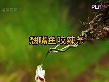龍魚(yú)和翹嘴區(qū)別圖片大全