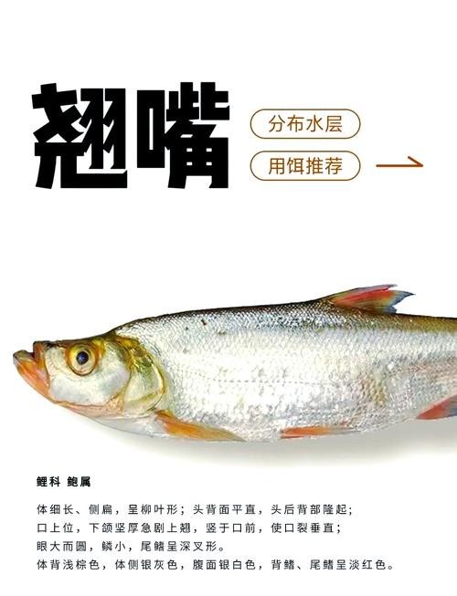 龍魚(yú)和翹嘴區(qū)別圖片大全