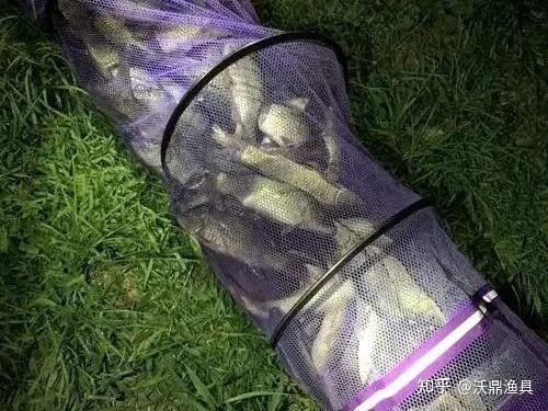 龍魚(yú)和翹嘴區(qū)別圖片大全