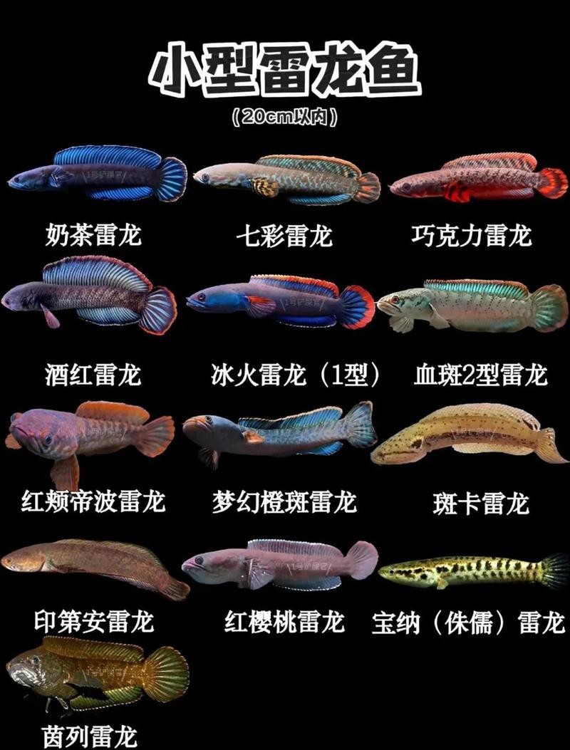 雷龍魚趴缸多久會(huì)死