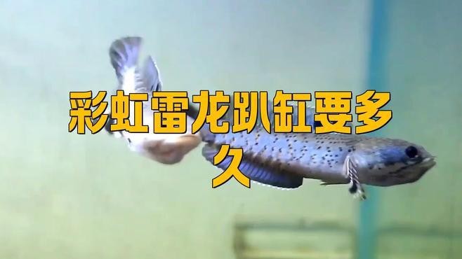 雷龍魚趴缸多久會(huì)死