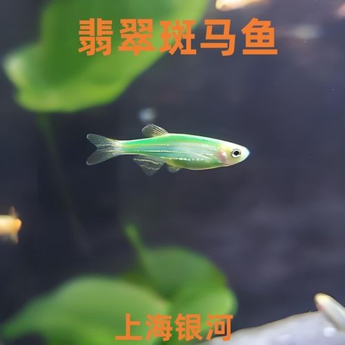 綠翡翠魚圖片