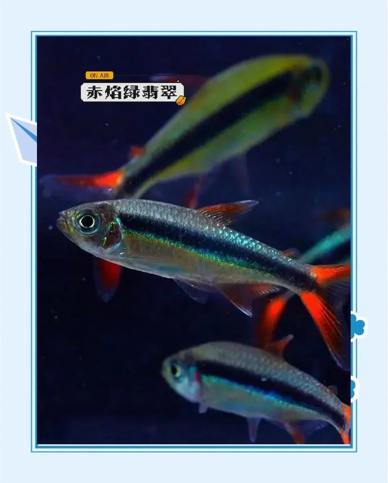 綠翡翠魚圖片