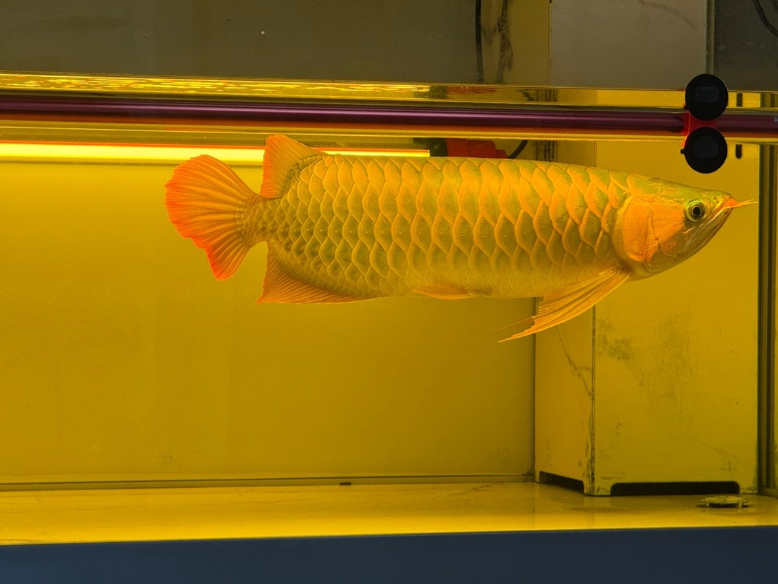 越養越美