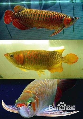 龍魚發(fā)色有四階段