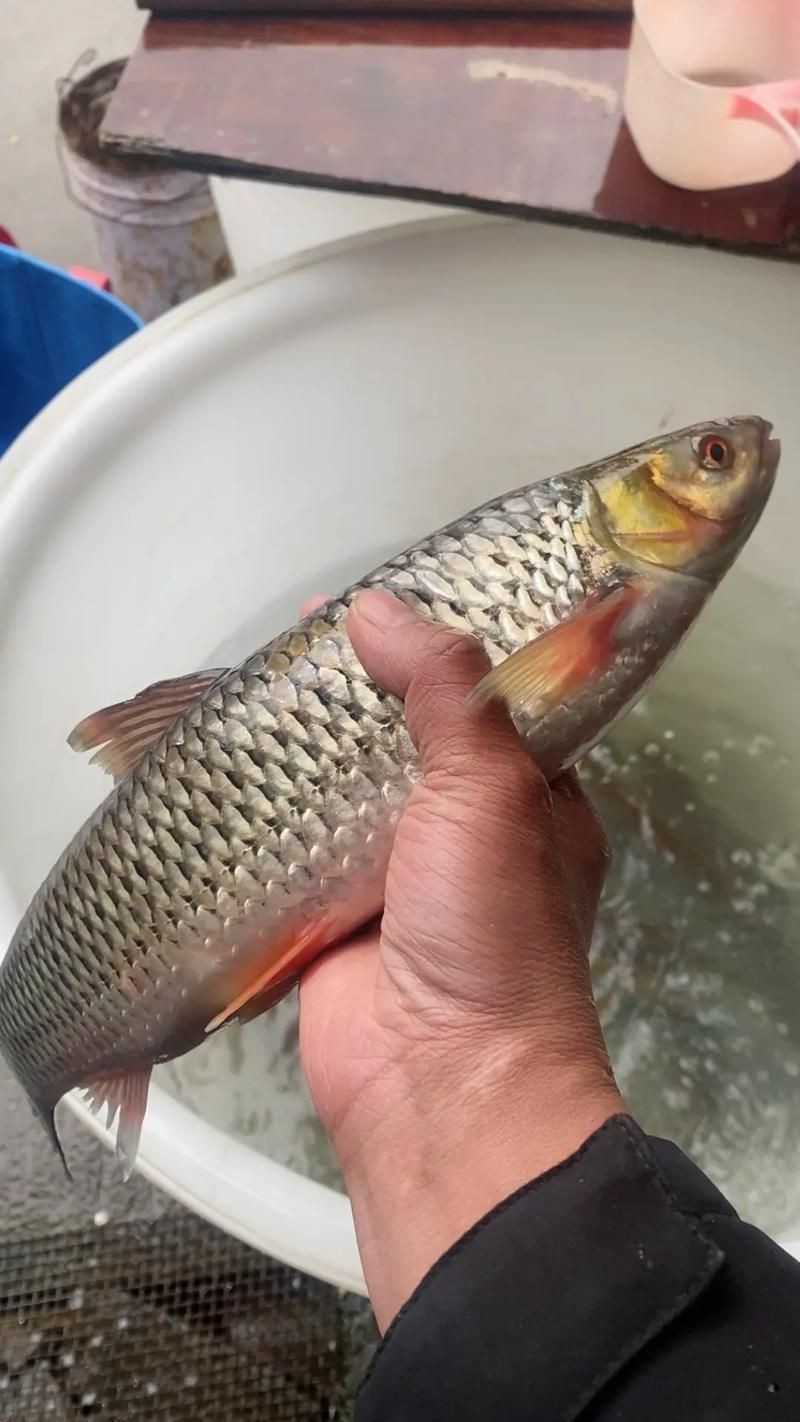 如何判斷赫舞紅龍魚的血統純正
