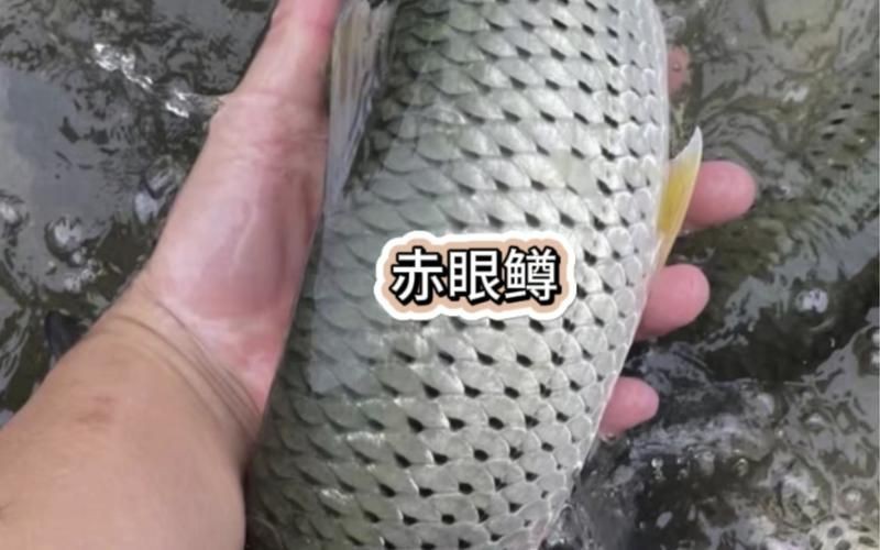 紅眼睛魚圖片大全