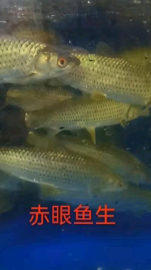 紅眼睛魚圖片大全