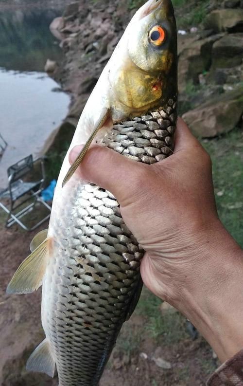 紅眼睛魚圖片大全