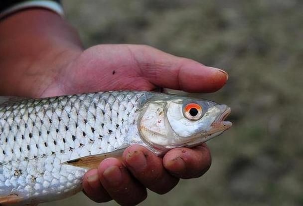 紅眼睛魚圖片大全