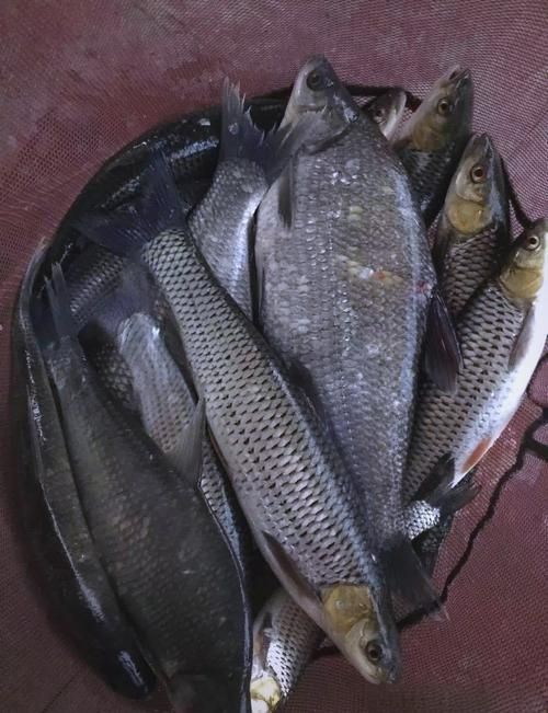 紅眼睛魚圖片大全