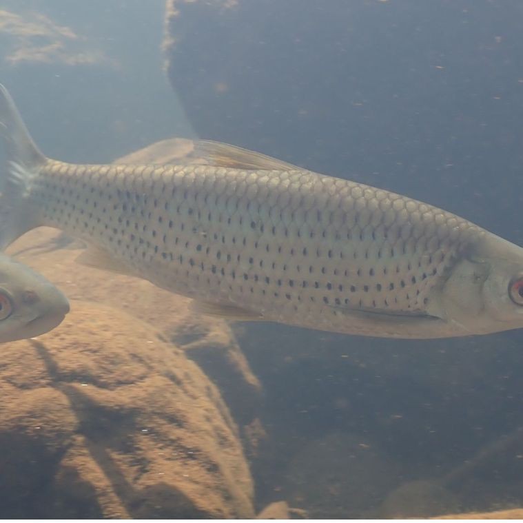 紅眼睛魚圖片大全