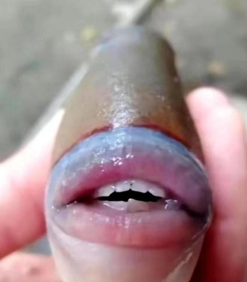 刀魚的牙齒圖片