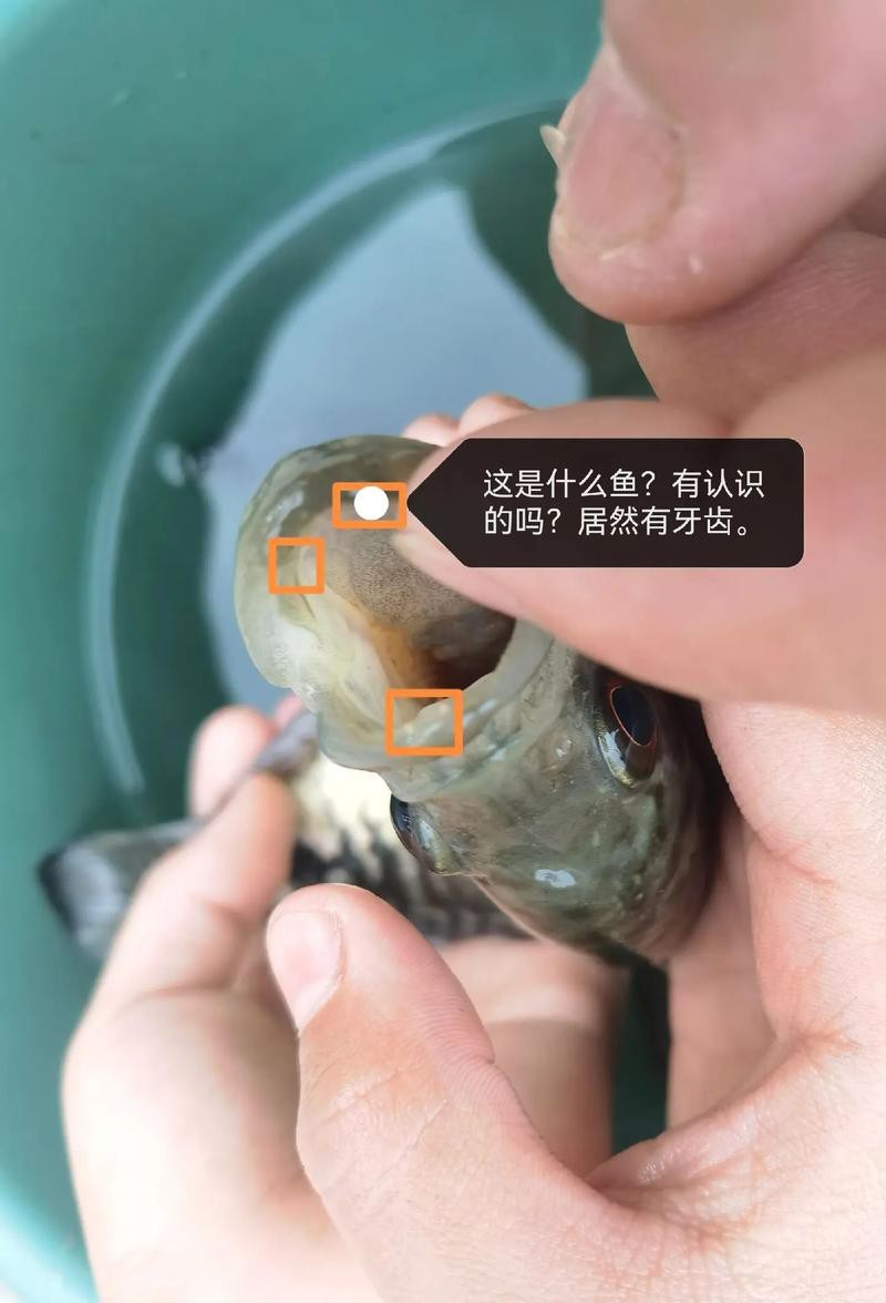 刀魚的牙齒圖片