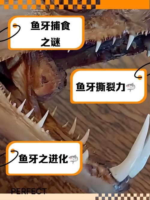 刀魚的牙齒圖片