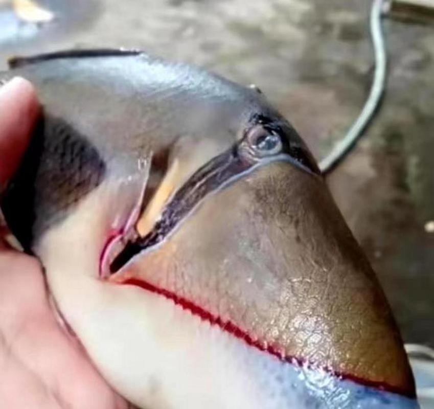 刀魚的牙齒圖片