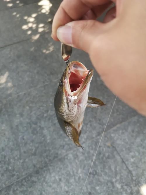 刀魚的牙齒圖片