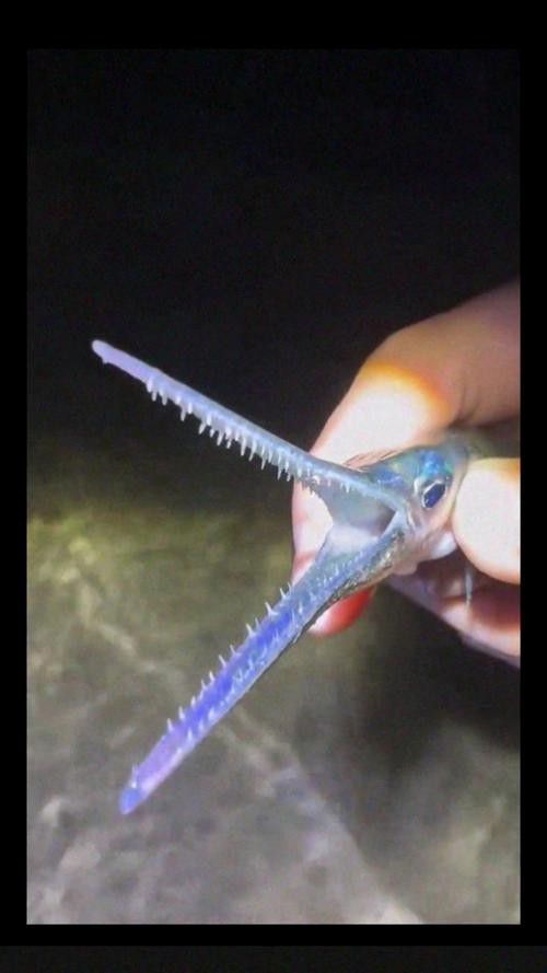 刀魚的牙齒圖片