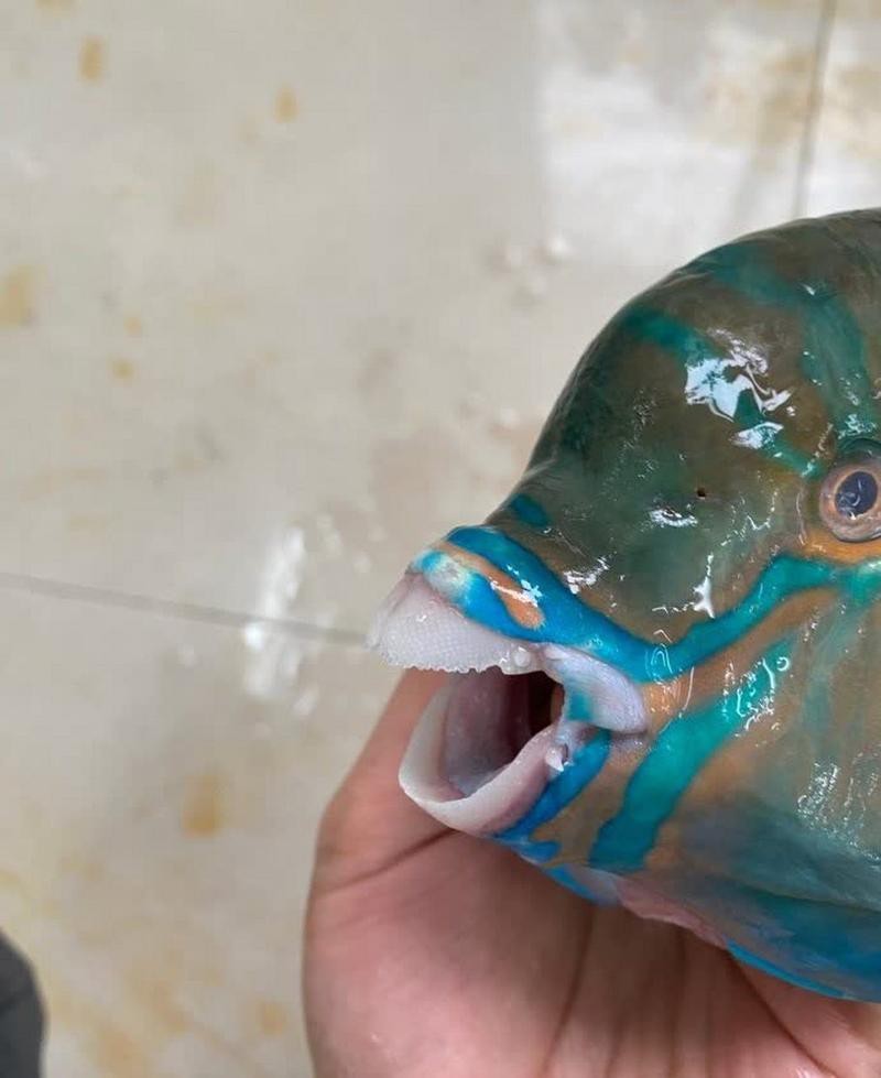 刀魚的牙齒圖片
