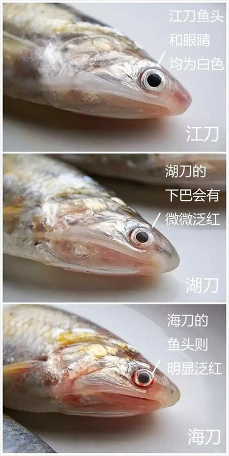 刀魚的牙齒圖片