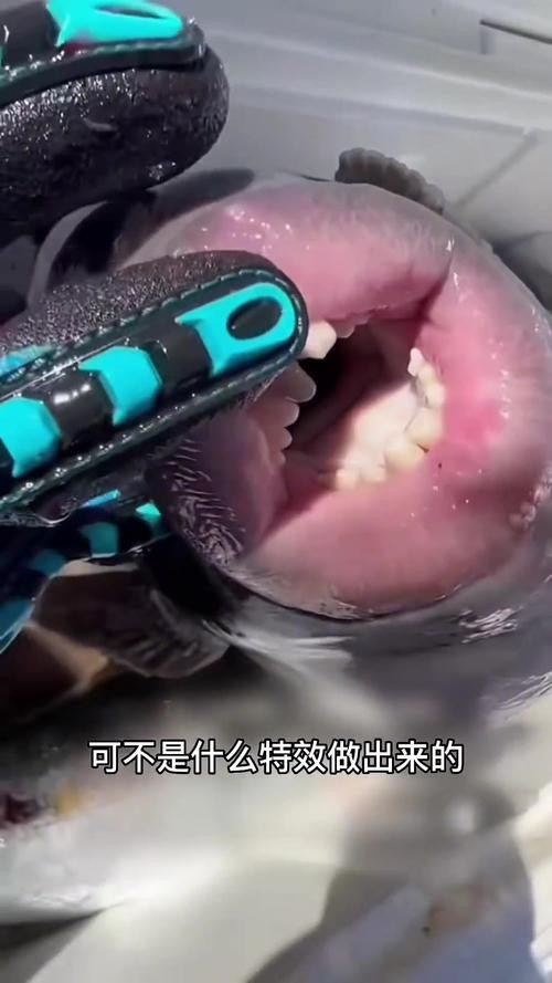 刀魚的牙齒圖片