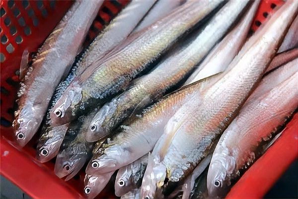 刀魚的牙齒圖片